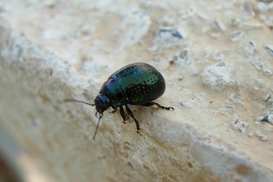 Coleotteri neri da Creta